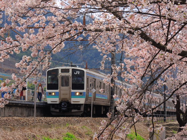 電車と桜