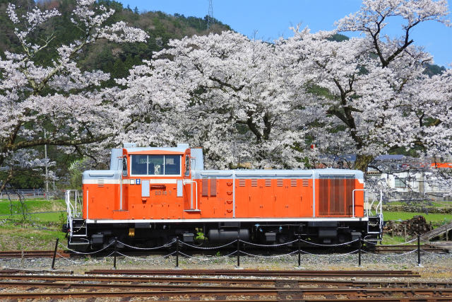 DD16-桜を背に2