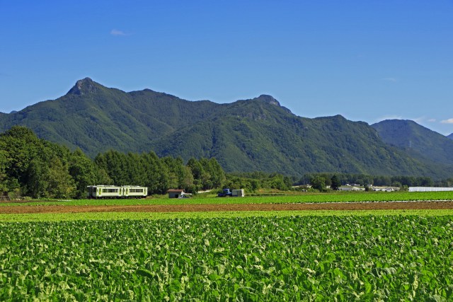 白菜畑を行く(JR小海線)