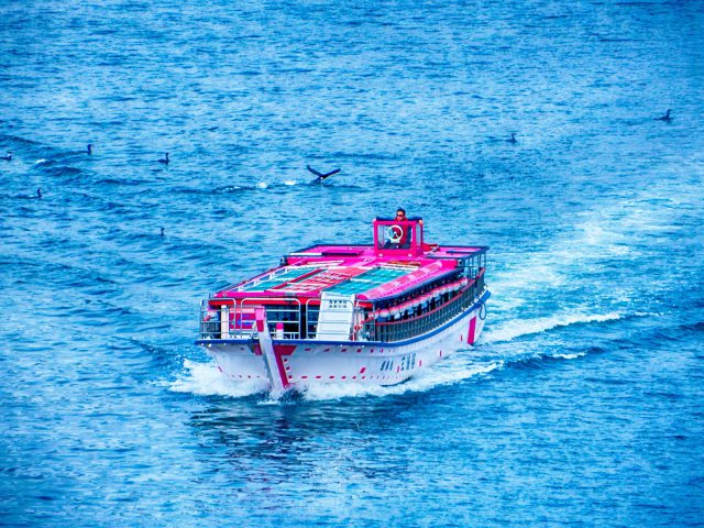 屋形船とカワウ