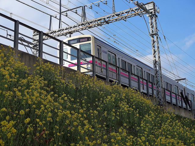 菜の花と京王電車