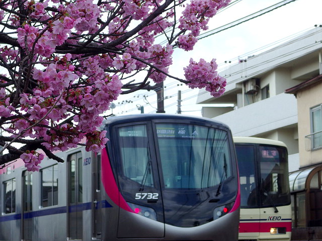 陽光桜と5000系車両