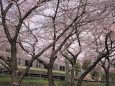 京王電車と桜並木