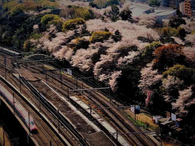 飛鳥山の桜とE6系