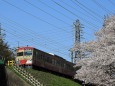 桜と西武鉄道