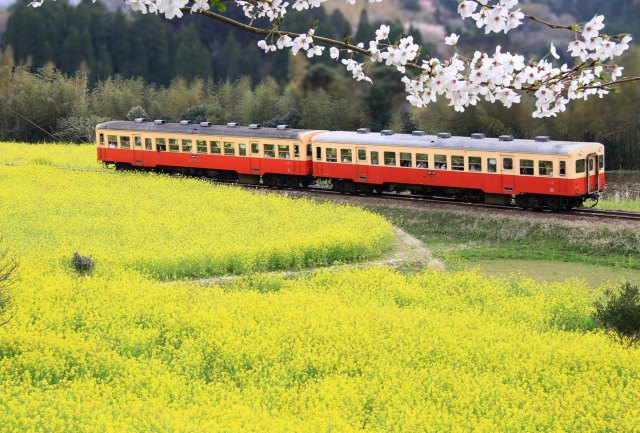小湊鐵道 石神なの花畑