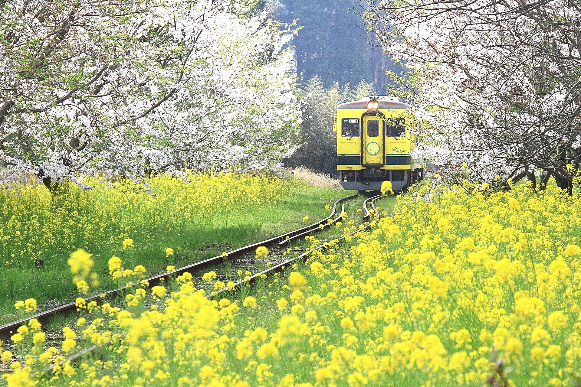 鉄道 気動車 いすみ鉄道 総元駅 壁紙19x1280 壁紙館