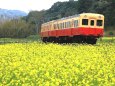 小湊鐵道 石神なの花畑