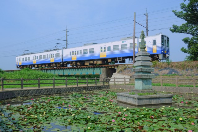 淵龍の池の睡蓮とえちぜん鉄道