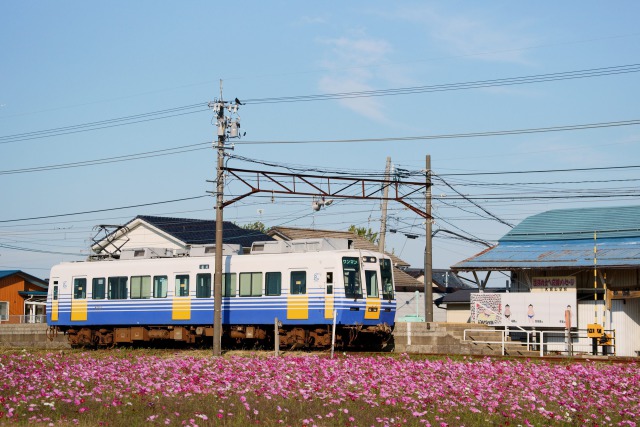 えちぜん鉄道と秋桜畑