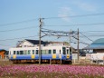 えちぜん鉄道と秋桜畑