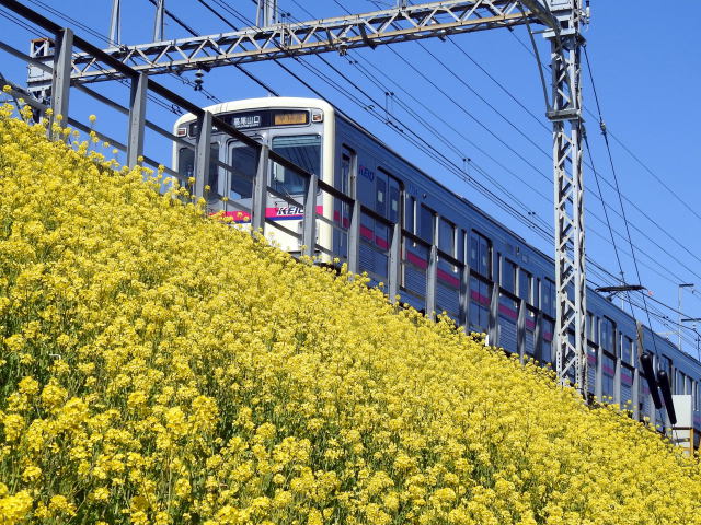 満開の菜の花と電車
