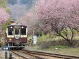 わたらせ鉄道の春