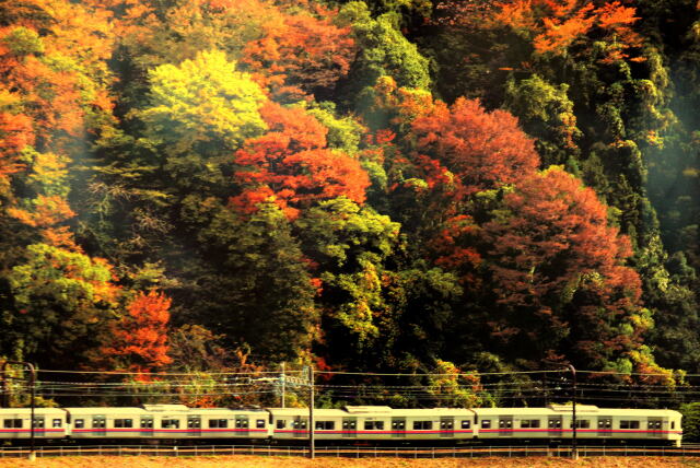 高尾山の紅葉と京王電車