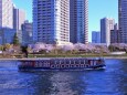 隅田川の桜と屋形船