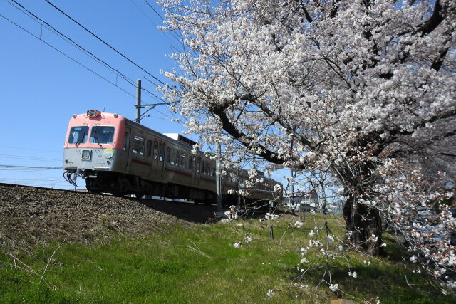 桜と上毛電鉄