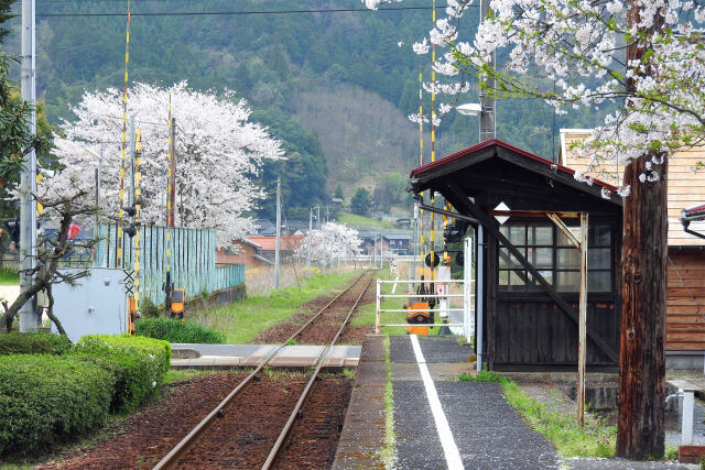 若桜鉄道 安部駅 桜