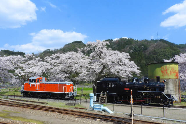 C12とDD16 若桜駅の桜の前で