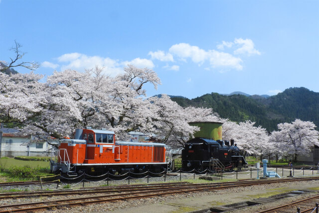 2020春 桜 若桜鉄道
