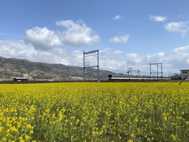 菜の花と電車