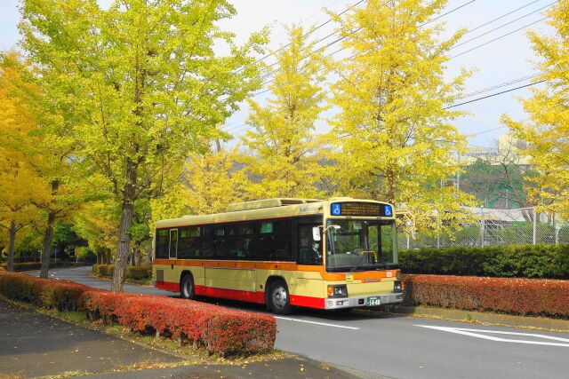 銀杏並木と神奈中バス