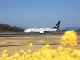 空港に咲く菜の花