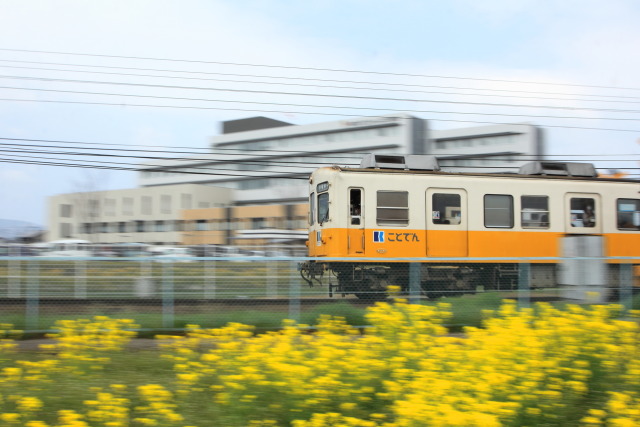 菜の花畑を快適に