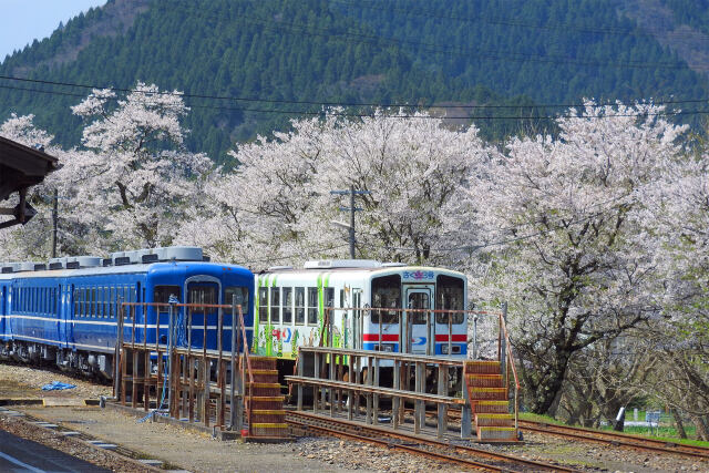 若桜駅 桜と列車