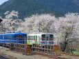 若桜駅 桜と列車