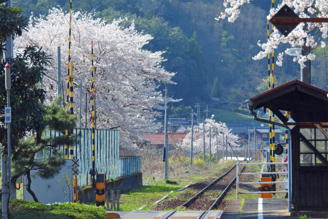 桜の季節 15 安部駅