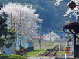 桜の季節 15 安部駅