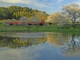 飯給駅の桜