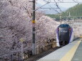 桜と特急あずさ