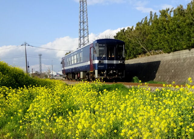 菜の花が咲くローカル線