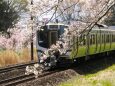 東北本線と桜