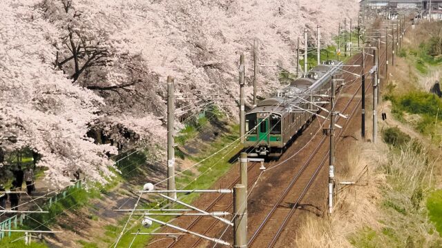 東北本線と桜