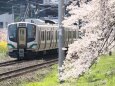 東北本線と桜