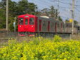 菜の花の筑肥線 筑前前原行