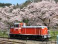 桜の季節 6 DD16