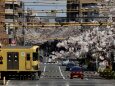 桜の季節