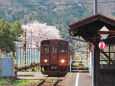 桜の季節 15 八頭号