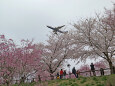 成田空港