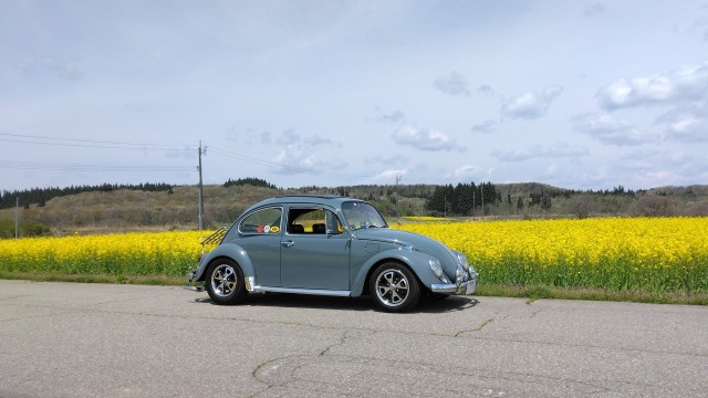 菜の花とワーゲン